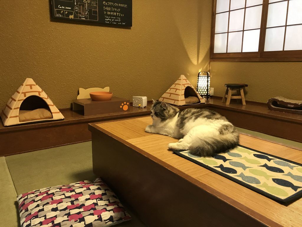 Japan’s First Cat Cafe QAZ JAPAN
