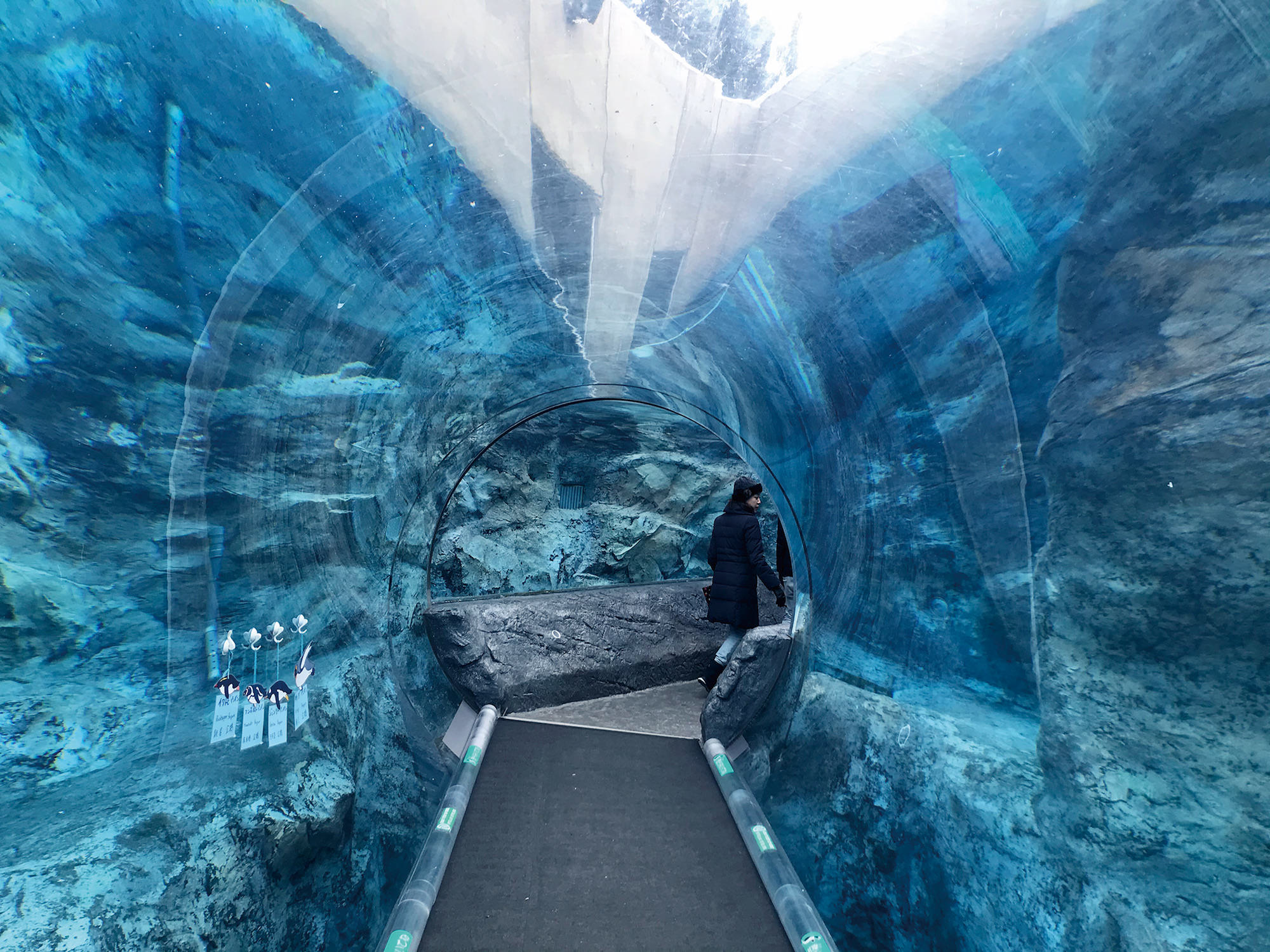 Hokkaido's Asahiyama Zoo | QAZ JAPAN